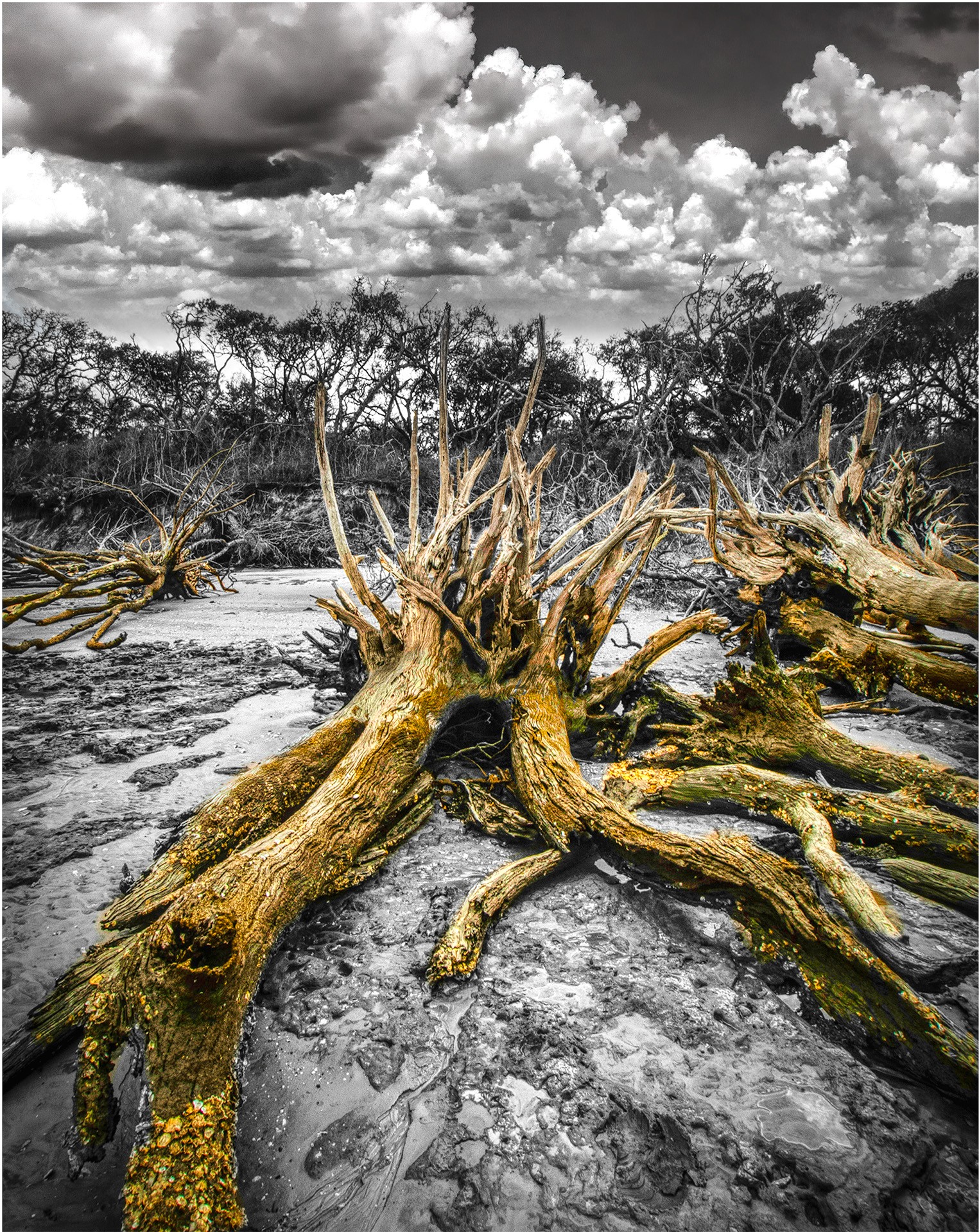 Golden exposed roots on a monochrome beach beneath clouds