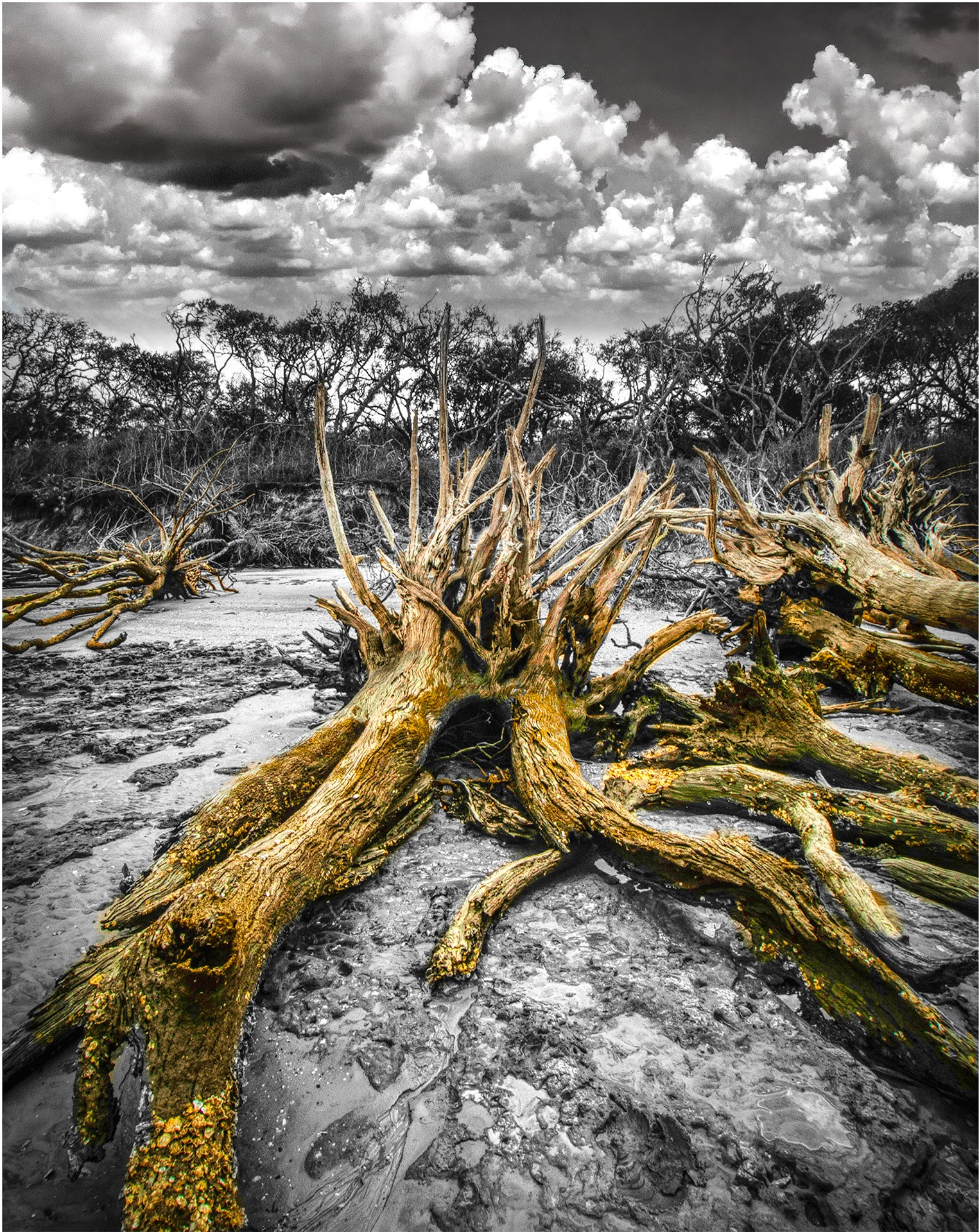 Roots of Gold