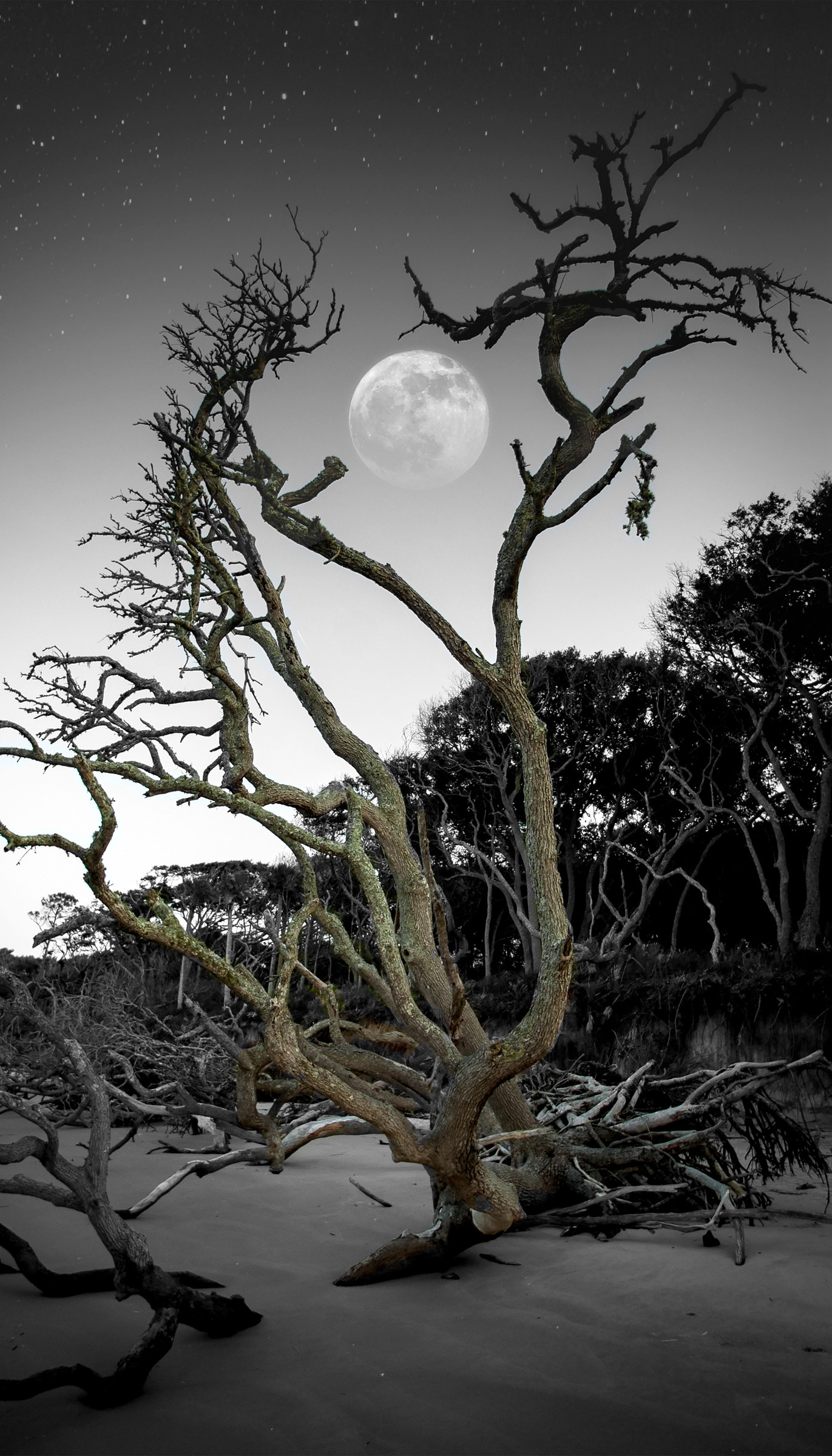 Moonlit Resilience