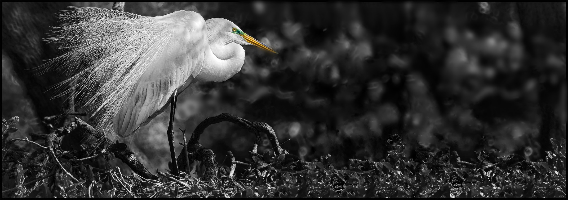 Quiet Majesty