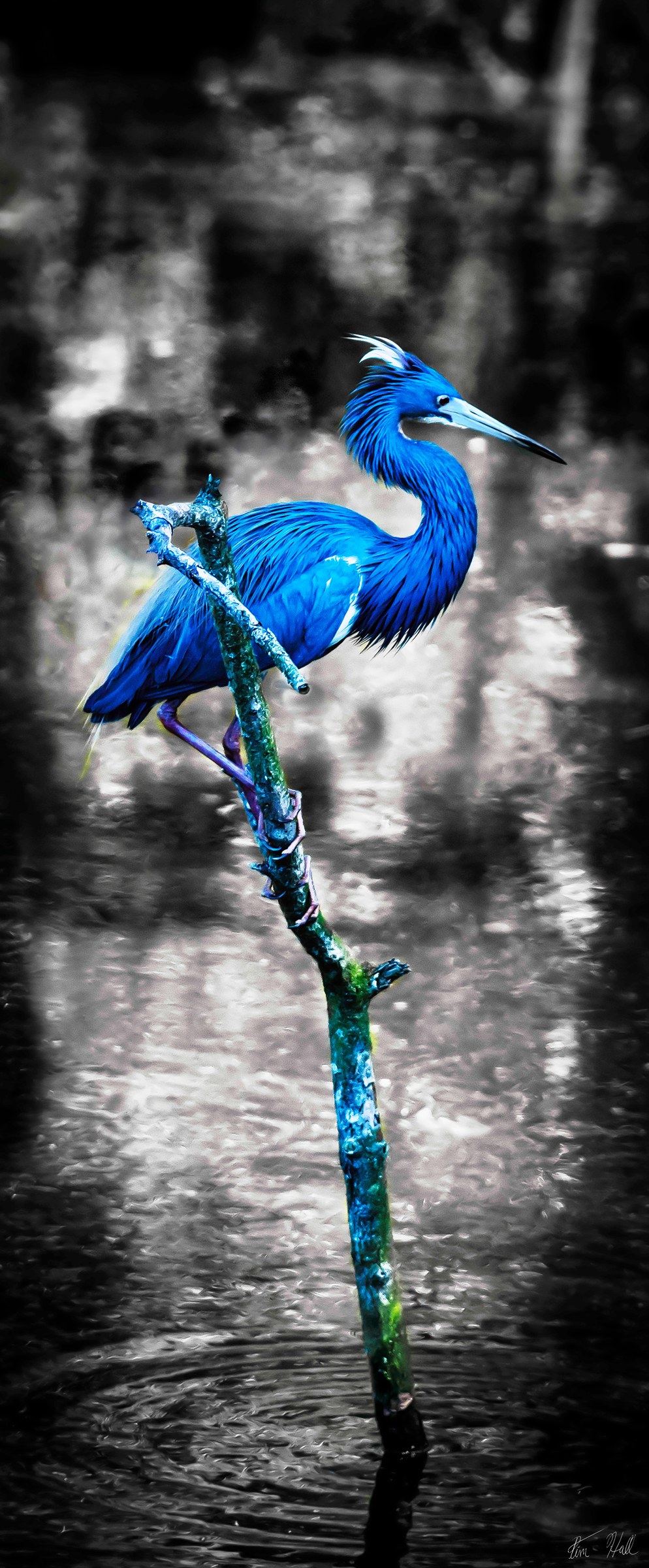 The Azure Sentinel
